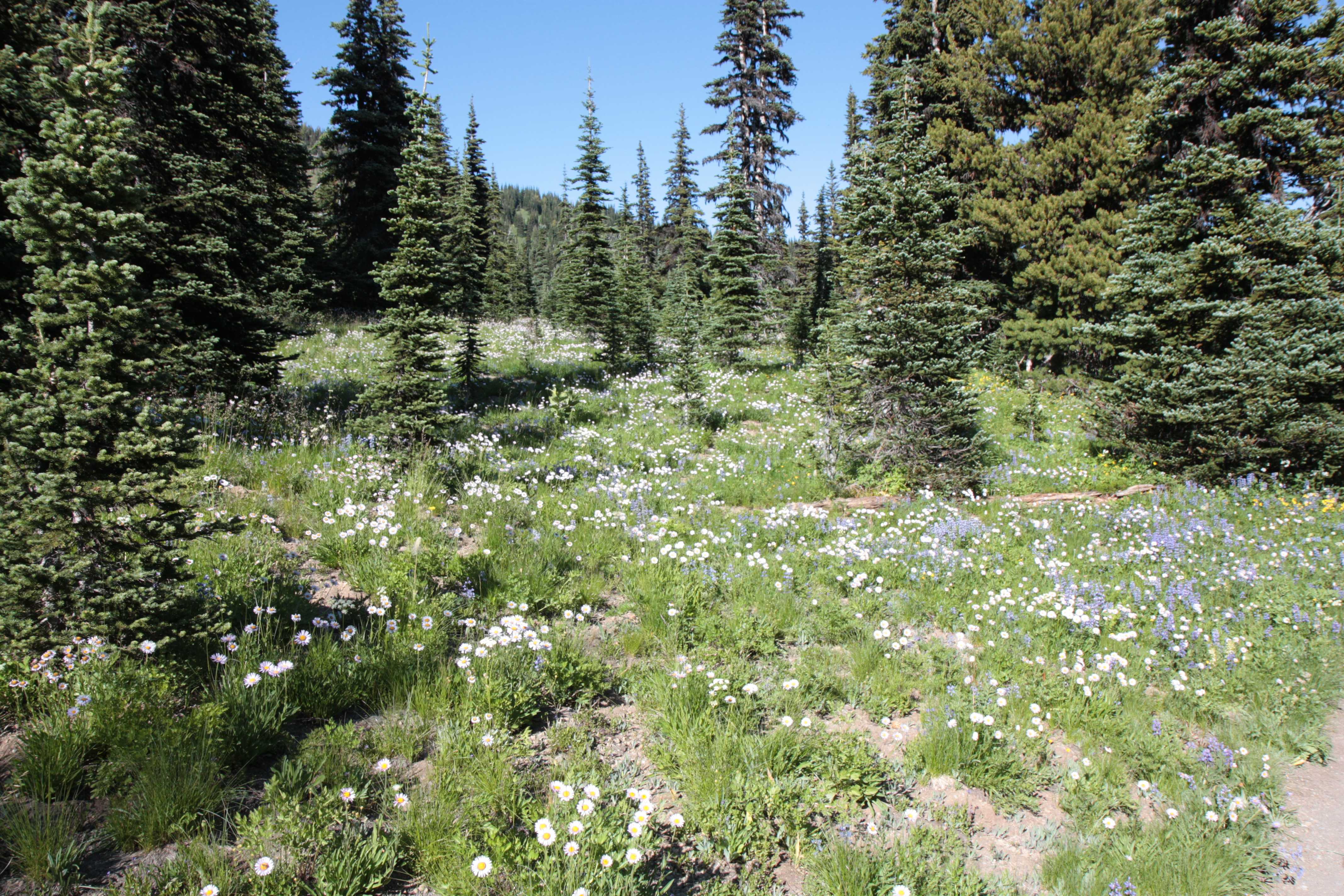 Mount Rainier NP
